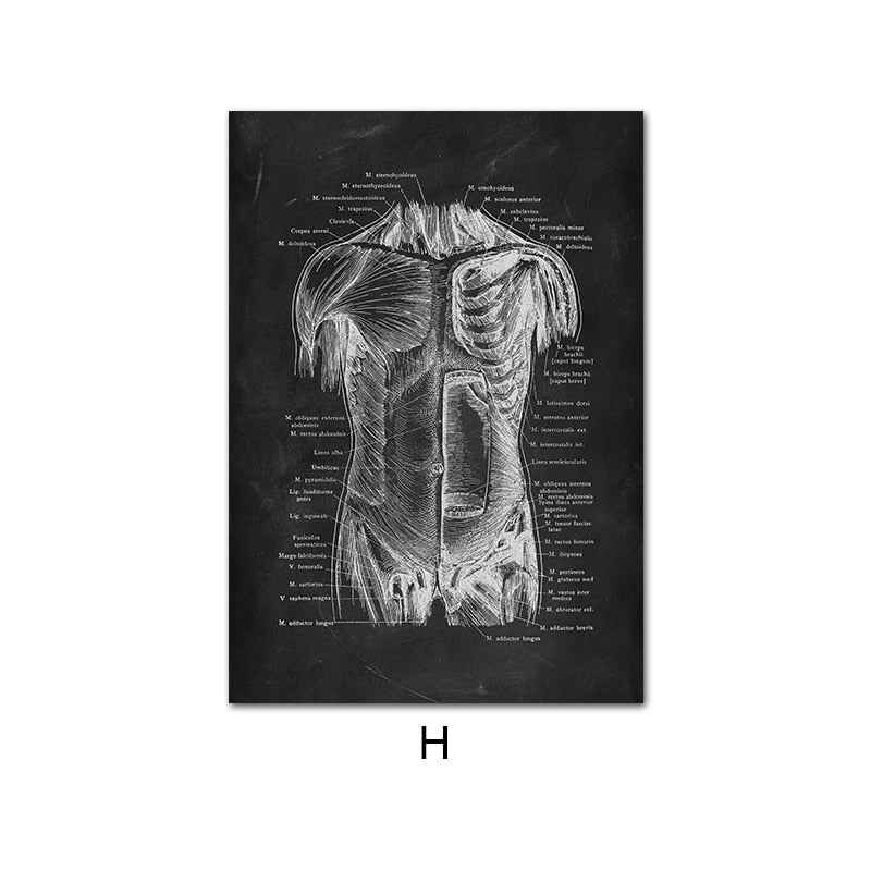 Lautréamont - Dark Academia Human Anatomy Artwork Vintage Sketches - TheDarkAcademic