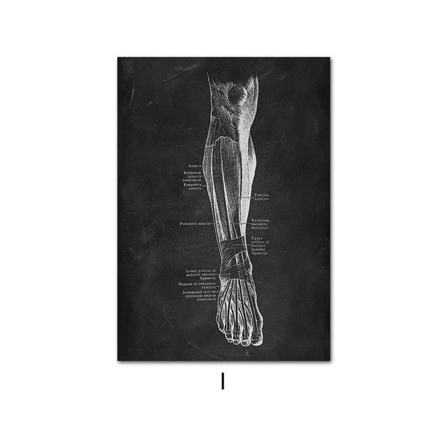 Lautréamont - Human Anatomy Artwork Vintage Sketches - DarkAcademic