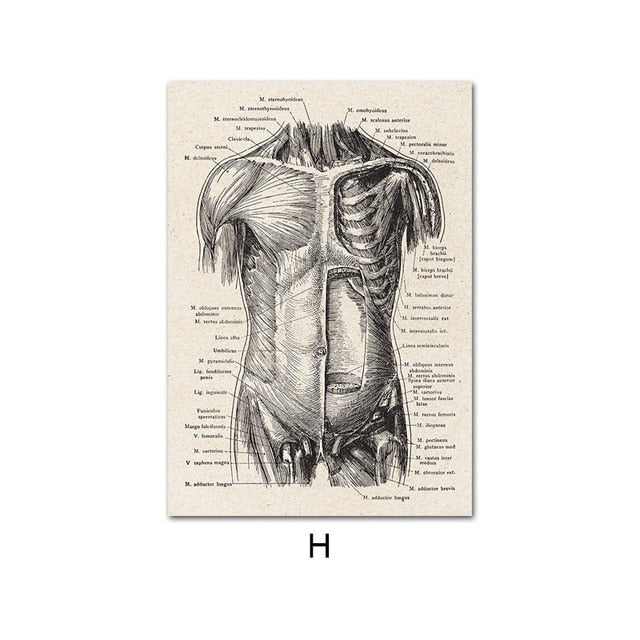 Eyre - Human Anatomy Vintage Sketch Prints - DarkAcademic